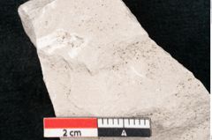 Foto (Detailansicht) von Dictyopteris brongniarti Gutb. (NHMW-GEO-2024-0188-10767)